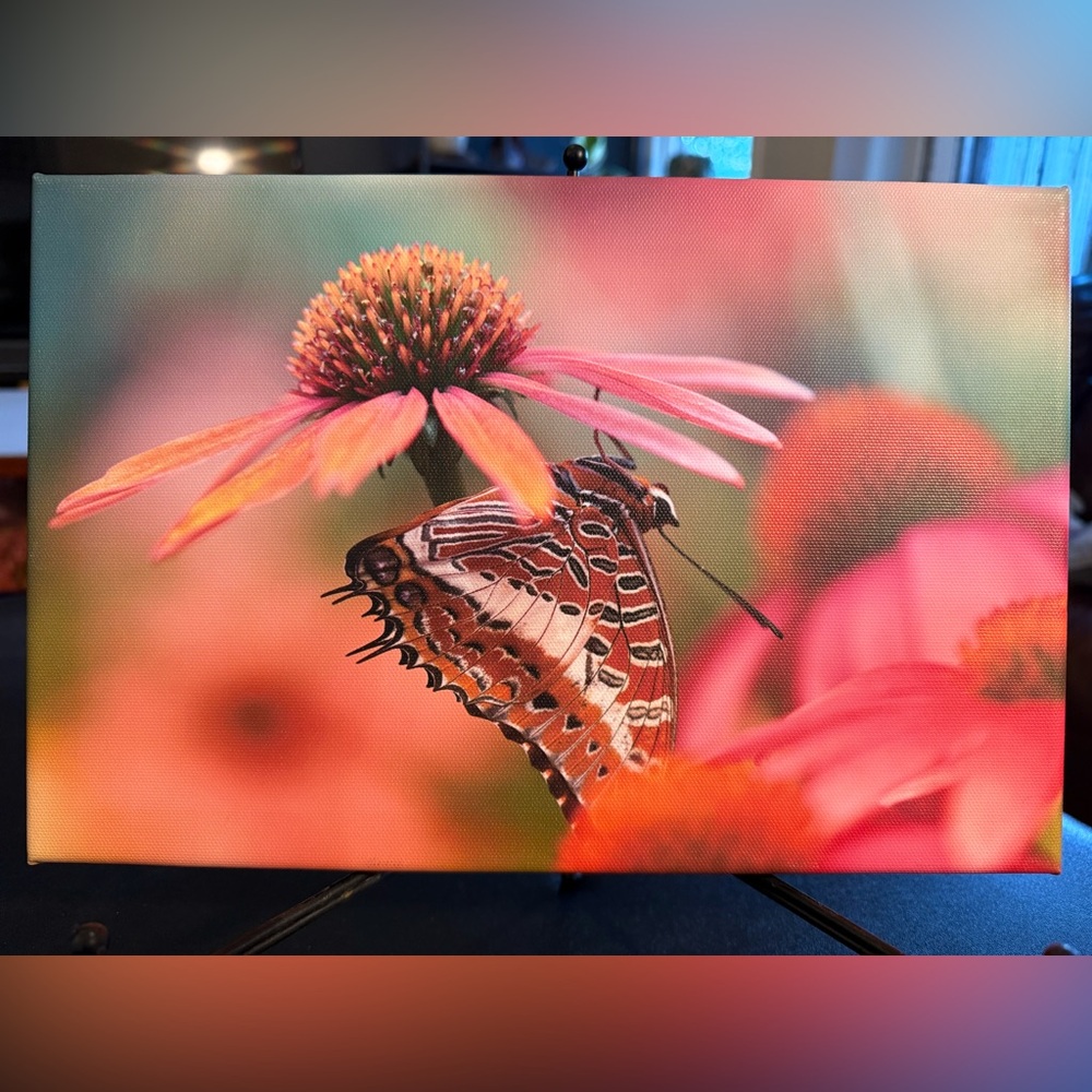 Original Photography Vibrant Butterfly Canvas Art